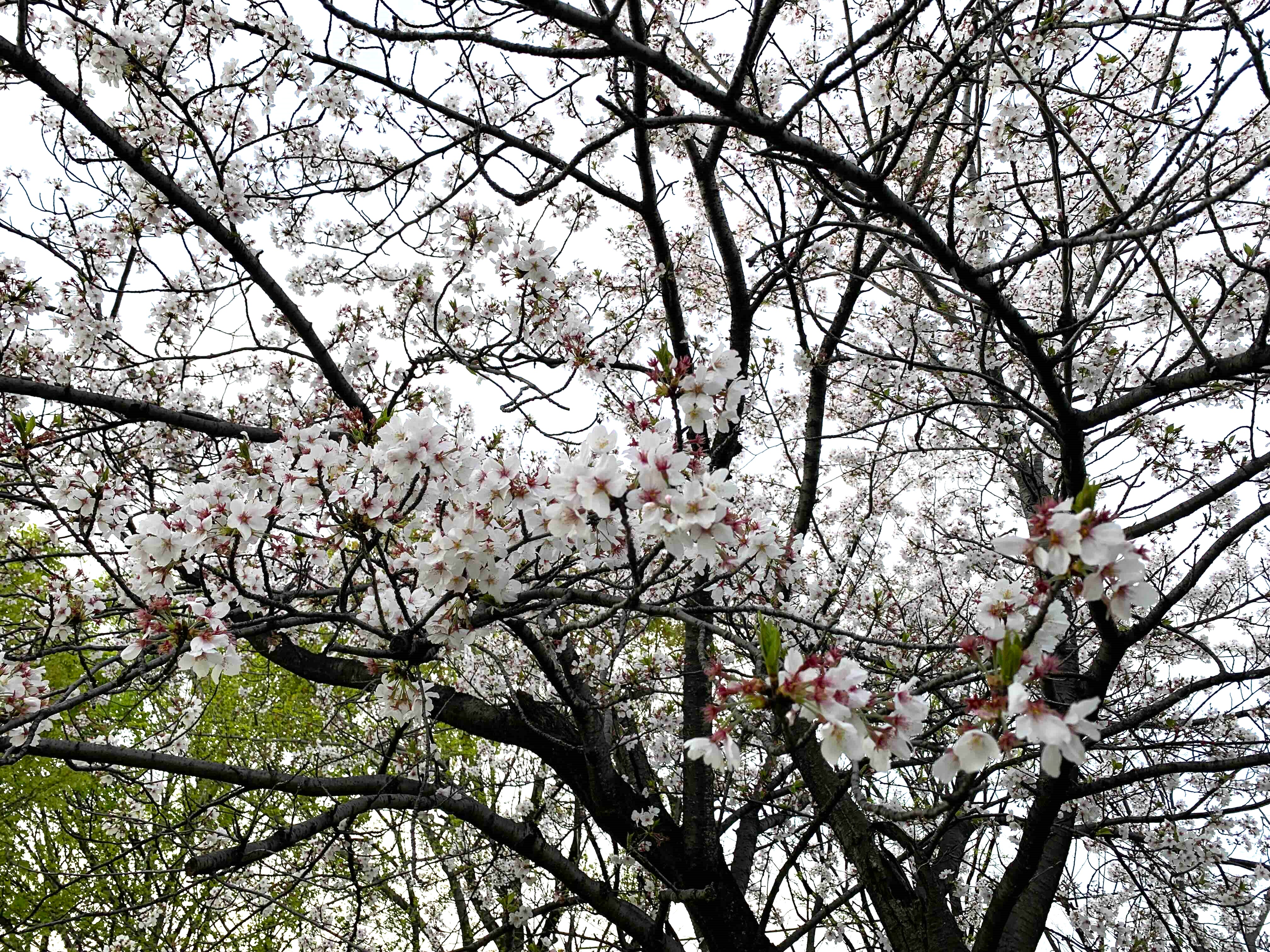 春の風物詩 リフォームショップミナトのブログ 写真3