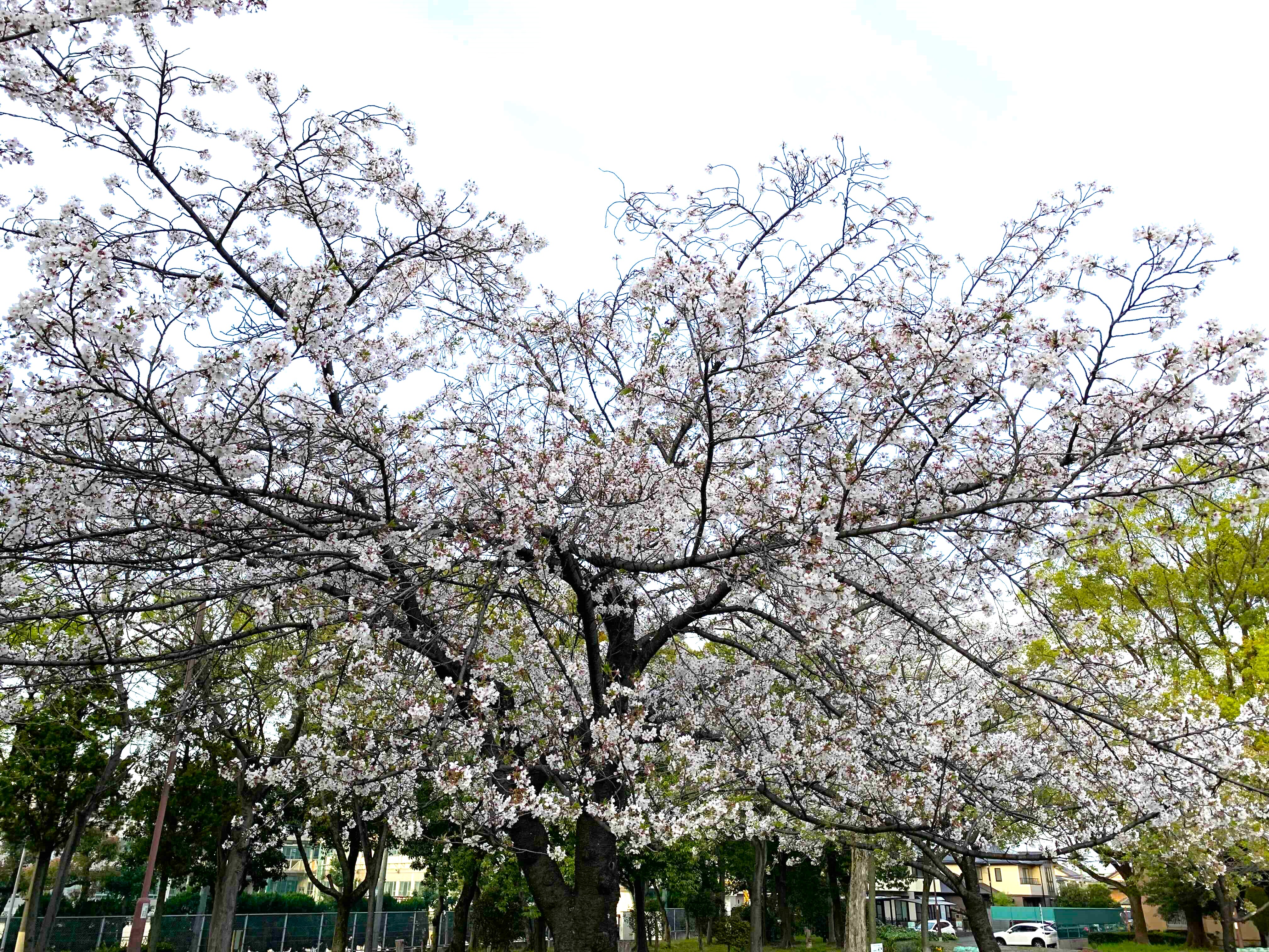 春の風物詩 リフォームショップミナトのブログ 写真1