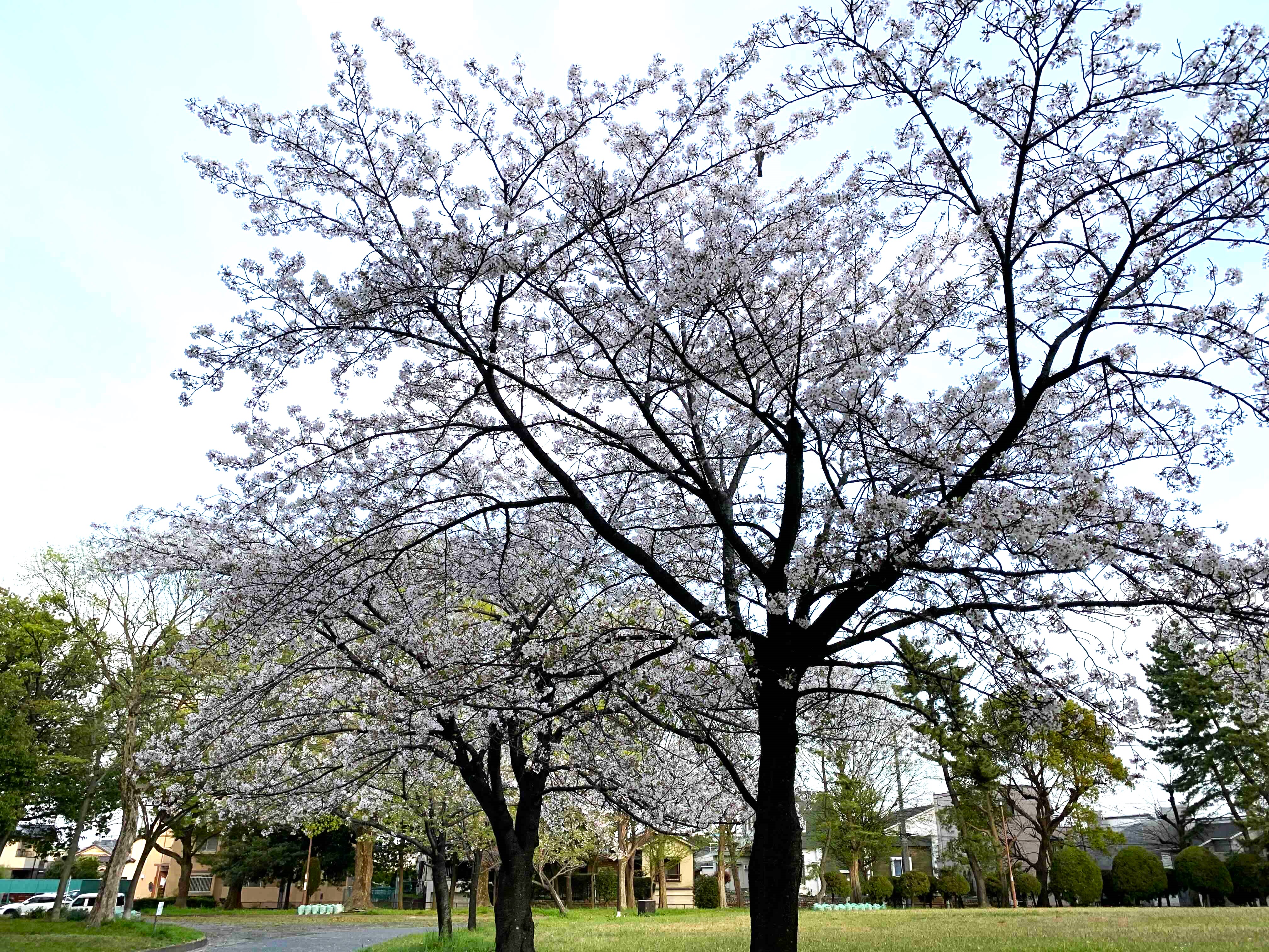 春の風物詩 リフォームショップミナトのブログ 写真2