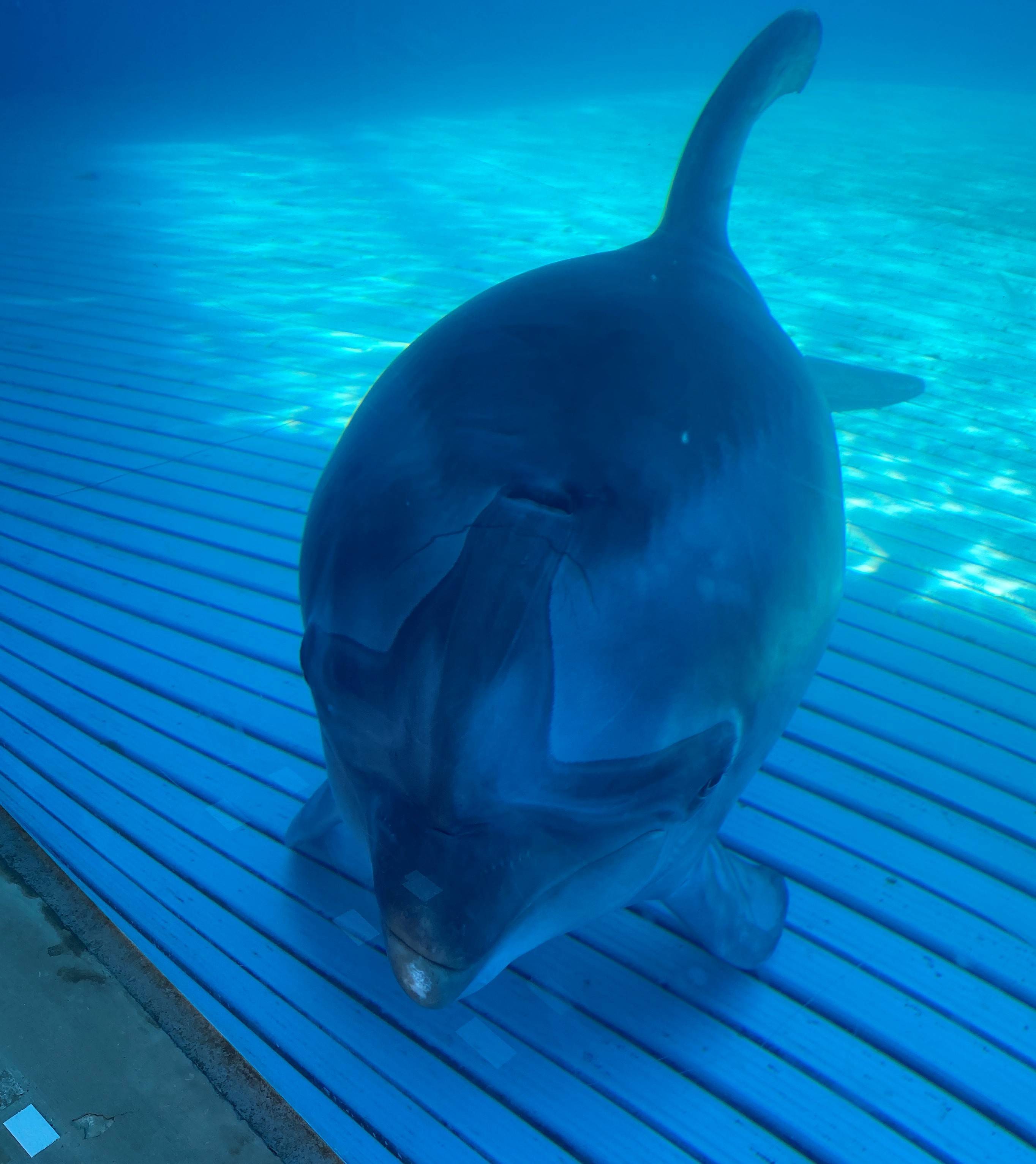 越前松島水族館のイルカちゃん♪ マド・プロショップ  S・T・Jのブログ 写真1