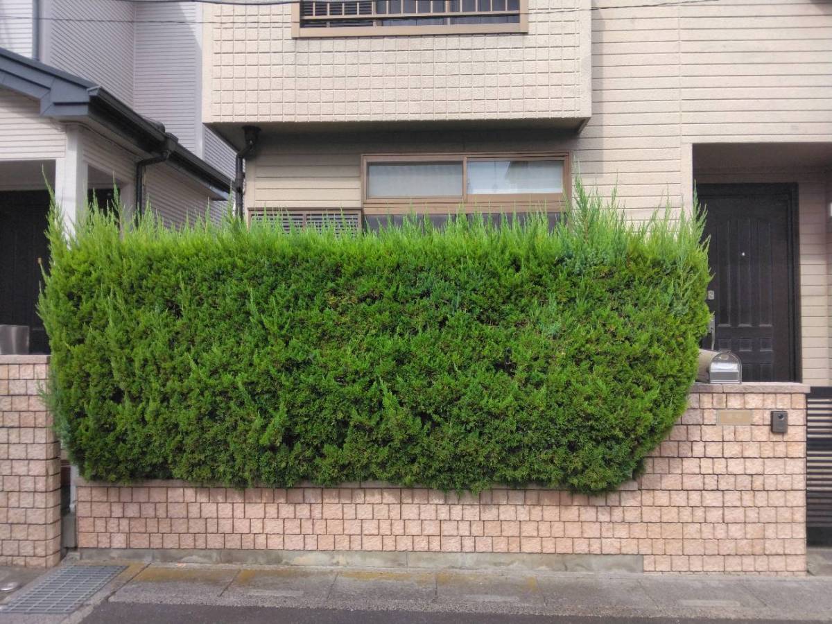 杉戸ウインドトーヨー住器の生垣をフェンスに変えたい！の施工前の写真2