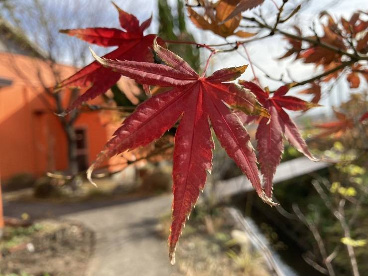 もみじ饅頭 大和アルミトーヨー住器のブログ 写真1