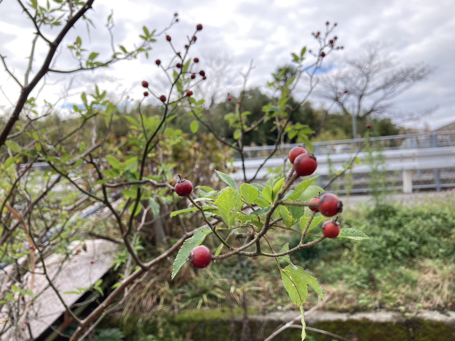 会社敷地内の植物 大和アルミトーヨー住器のブログ 写真3