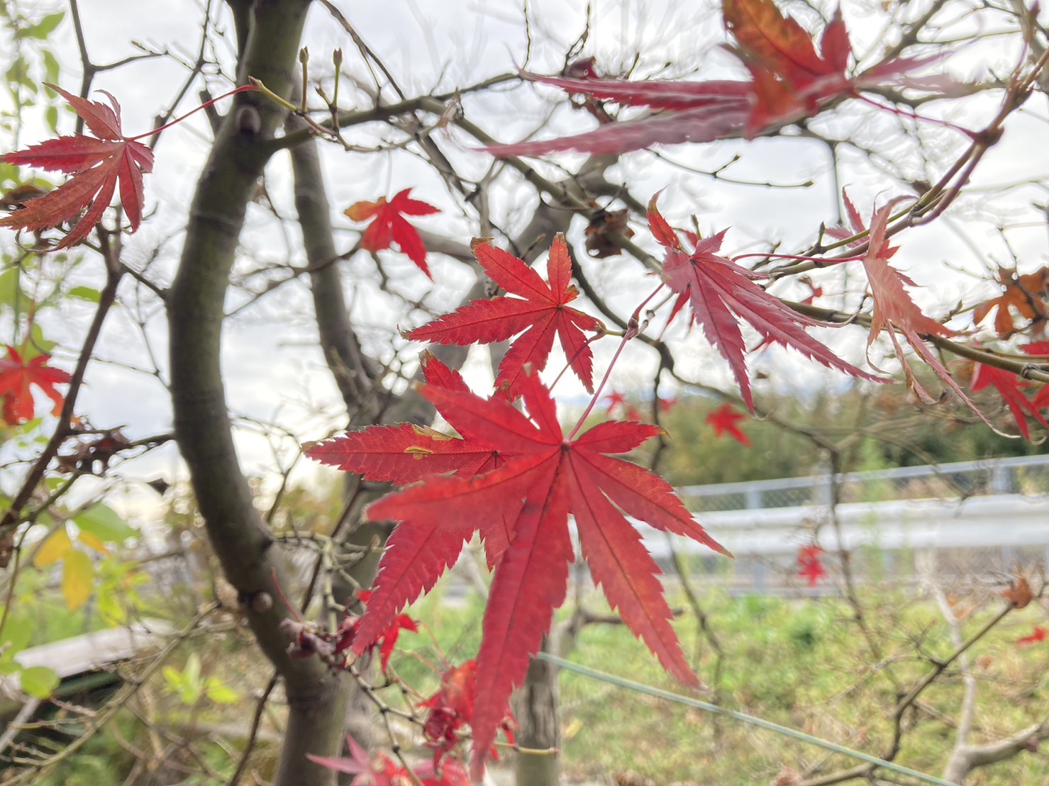 会社敷地内の植物 大和アルミトーヨー住器のブログ 写真1