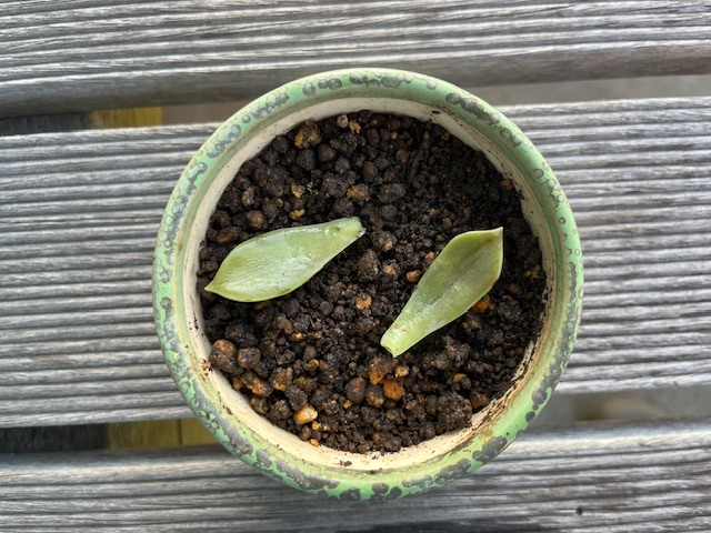 多肉植物日記 ー根が出るのを待ちますー 二葉屋のブログ 写真1