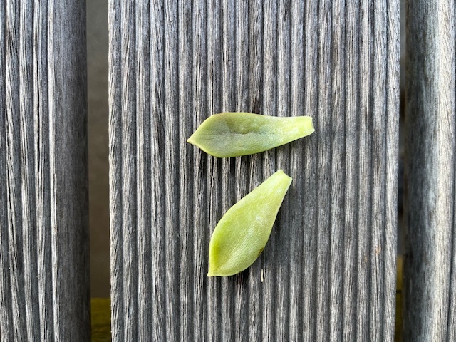 多肉植物 二葉屋のブログ 写真1