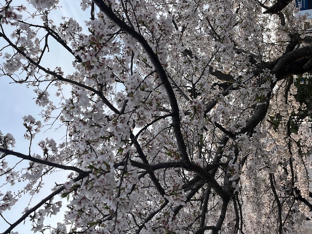 桜 満開になりました 二葉屋のブログ 写真1
