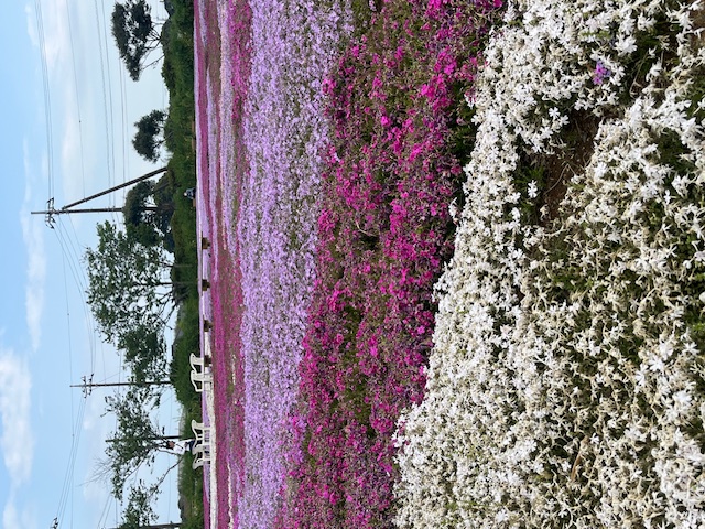 芝桜 二葉屋のブログ 写真1