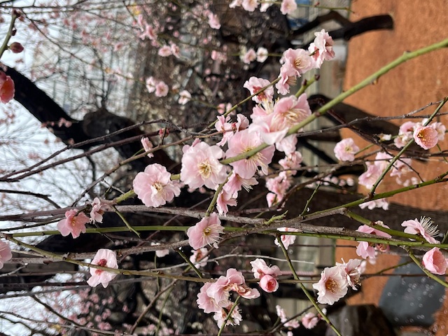 梅の花 二葉屋のブログ 写真1