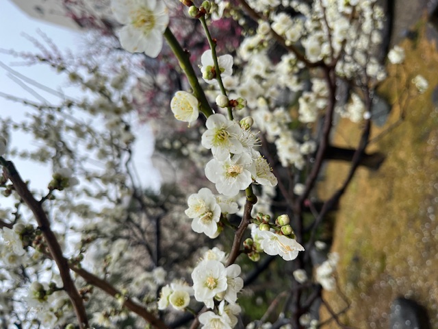 梅の花 二葉屋のブログ 写真2