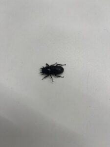 小さなお客様 二葉屋のブログ 写真1