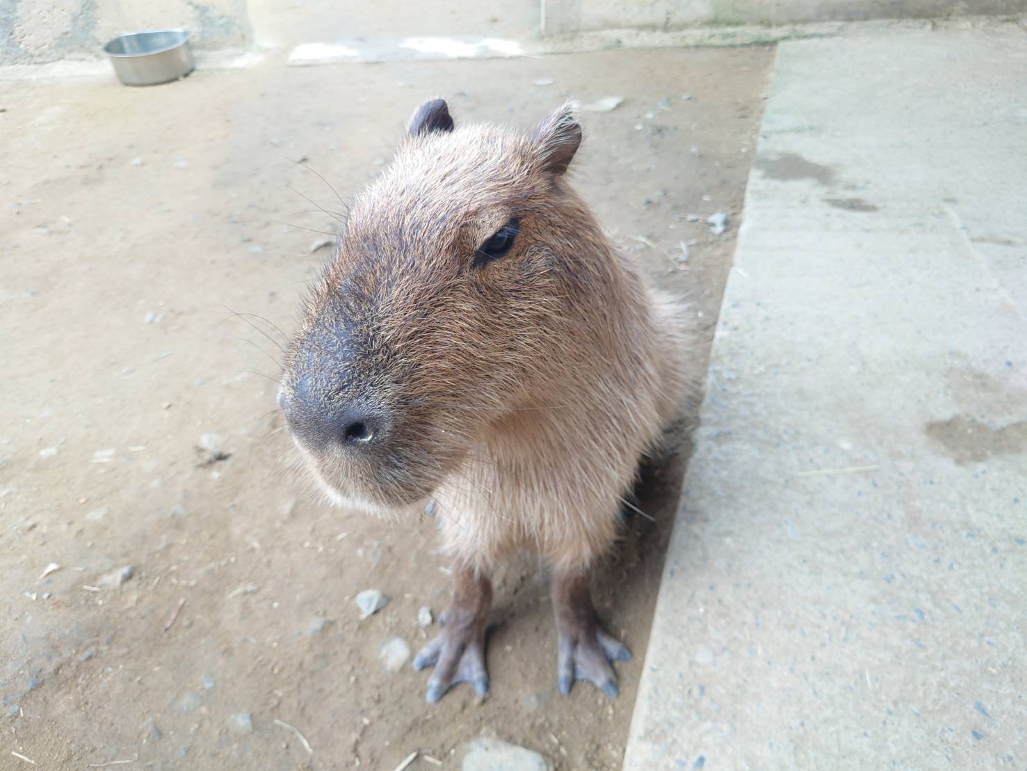 霞ヶ浦 どうぶつとみんなのいえ 二葉屋のブログ 写真1