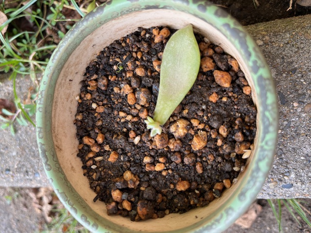 多肉植物日記　－葉が出てきました－ 二葉屋のブログ 写真1