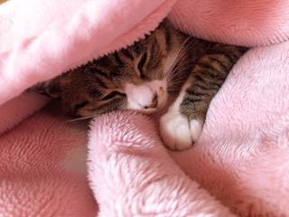 我が家の猫 飯田トーヨー住器のブログ 写真4