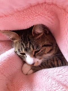 我が家の猫 飯田トーヨー住器のブログ 写真2
