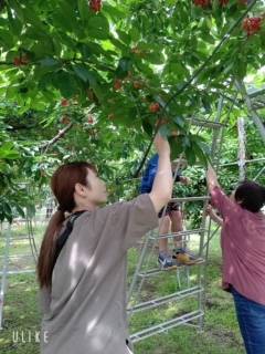 さくらんぼ狩り🍒 飯田トーヨー住器のブログ 写真3