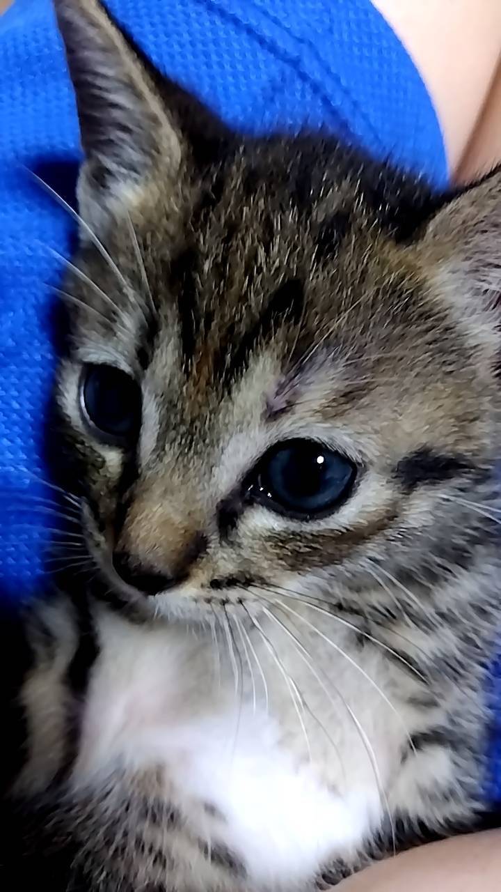 子猫🐈 飯田トーヨー住器のブログ 写真3