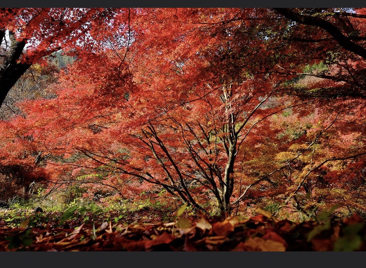 紅葉 飯田トーヨー住器のブログ 写真3