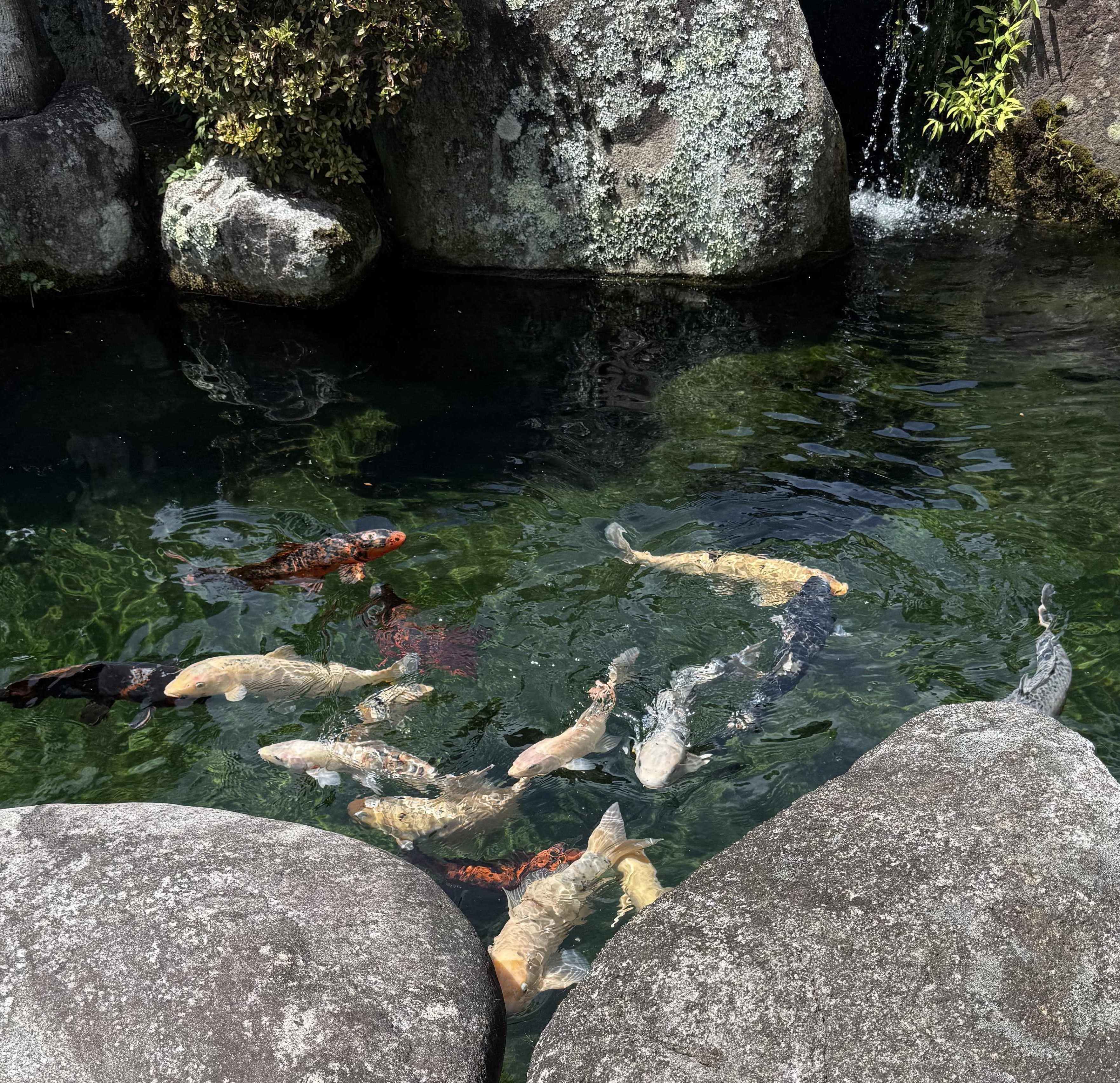 鯉 飯田トーヨー住器のブログ 写真1