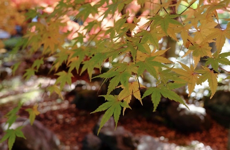 紅葉Ⅱ 飯田トーヨー住器のブログ 写真3