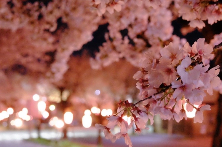 夜桜 飯田トーヨー住器のブログ 写真4