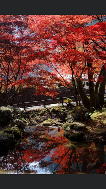 紅葉 飯田トーヨー住器のブログ 写真2