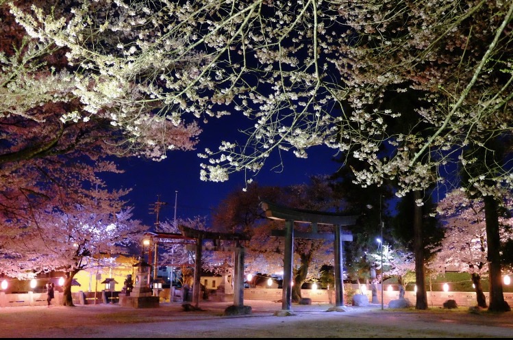 夜桜 飯田トーヨー住器のブログ 写真2