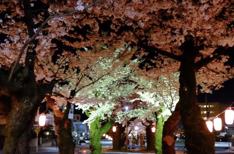 夜桜 飯田トーヨー住器のブログ 写真3