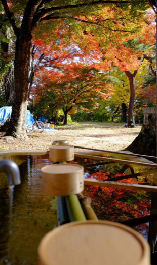 紅葉Ⅱ 飯田トーヨー住器のブログ 写真2