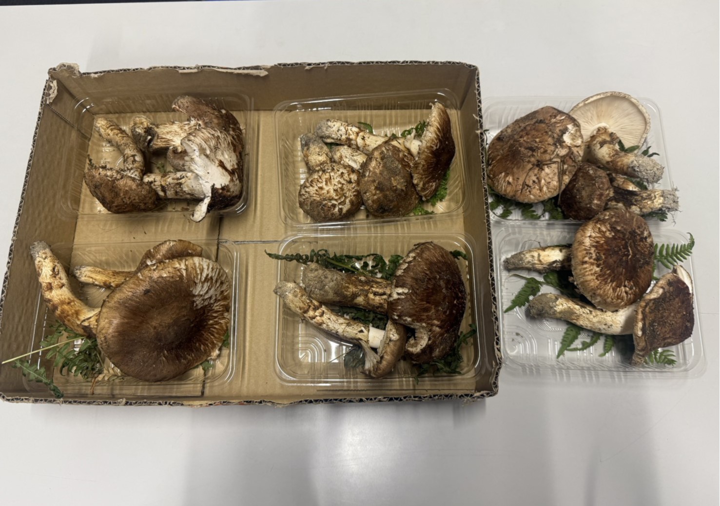 山行き 飯田トーヨー住器のブログ 写真1