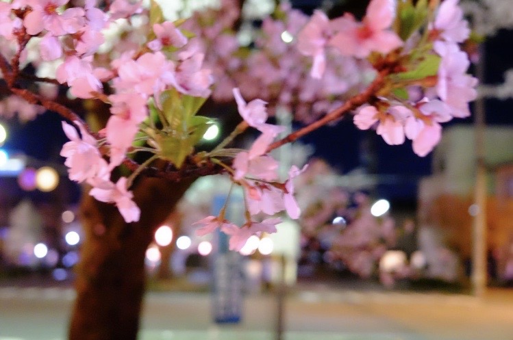 夜桜 飯田トーヨー住器のブログ 写真5
