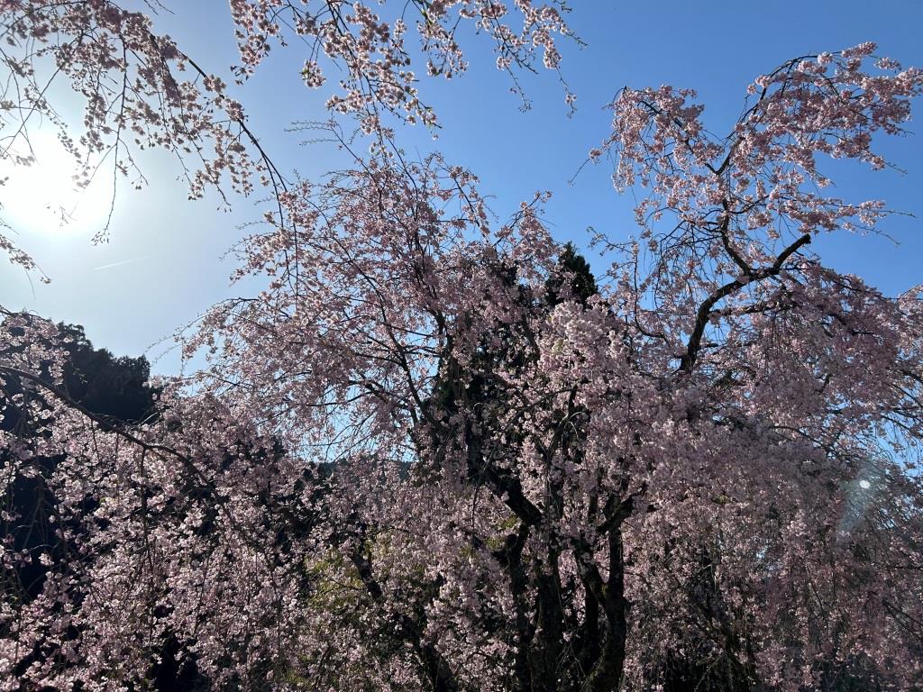 しだれ桜を観て来ました ミヤザキトーヨー住器のブログ 写真1