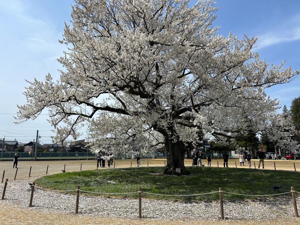 今年の桜 ミヤザキトーヨー住器のブログ 写真6