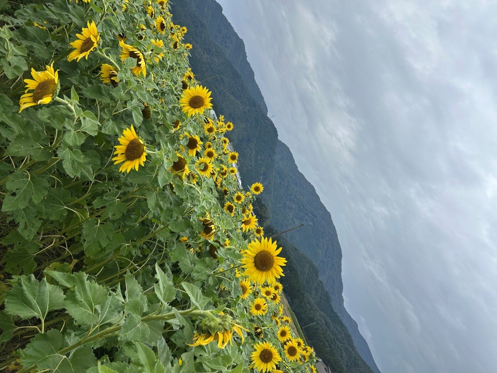 芸術の秋なので。 ミヤザキトーヨー住器のブログ 写真5