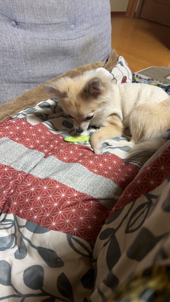 こっちのけもの ミヤザキトーヨー住器のブログ 写真9