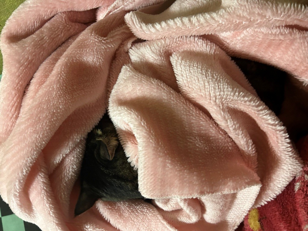 また休日を無駄に ミヤザキトーヨー住器のブログ 写真2