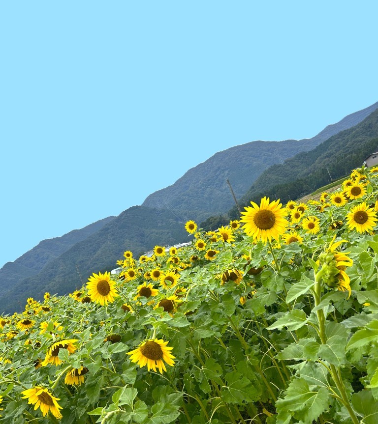 手前味噌ではございますが。① ミヤザキトーヨー住器のブログ 写真2