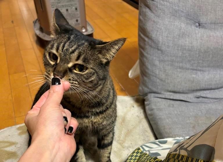 お豆腐だけどお花畑 ミヤザキトーヨー住器のブログ 写真9