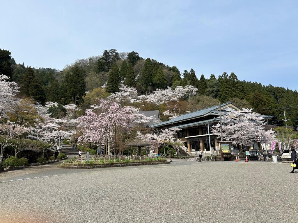 今年の桜 ミヤザキトーヨー住器のブログ 写真9