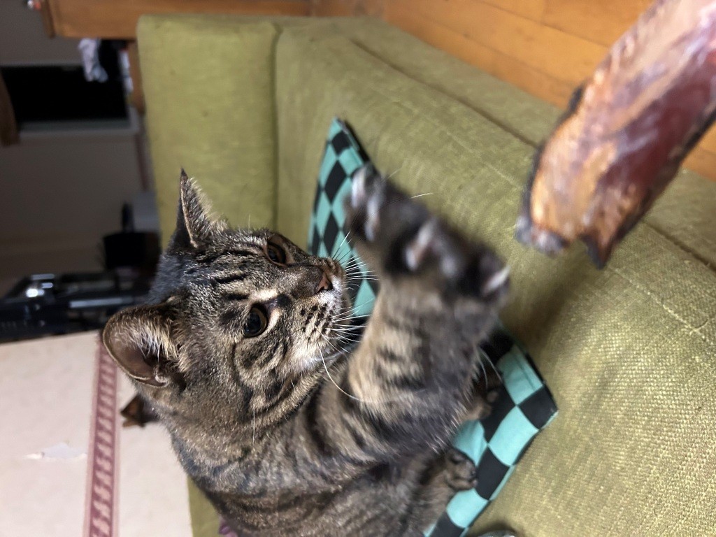 こっちのけもの ミヤザキトーヨー住器のブログ 写真8