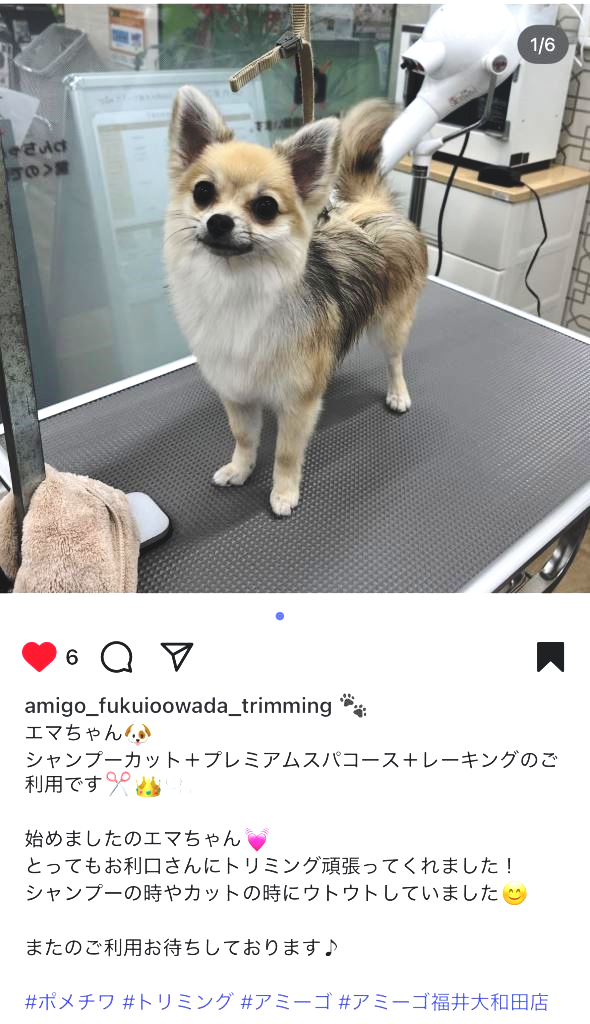 イッヌvsニンゲン ミヤザキトーヨー住器のブログ 写真7