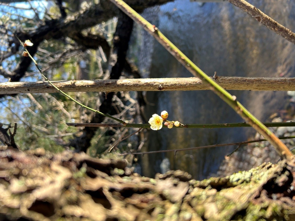 数年ぶりに「左義長まつり」いってきた ミヤザキトーヨー住器のブログ 写真6