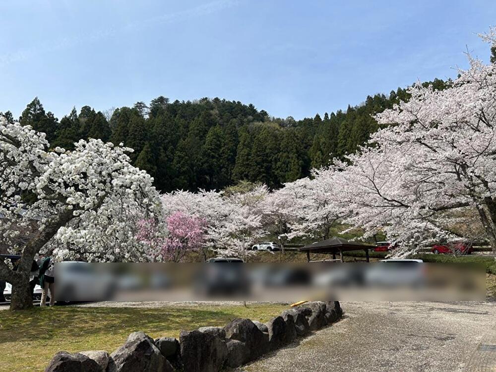 今年の桜 ミヤザキトーヨー住器のブログ 写真8