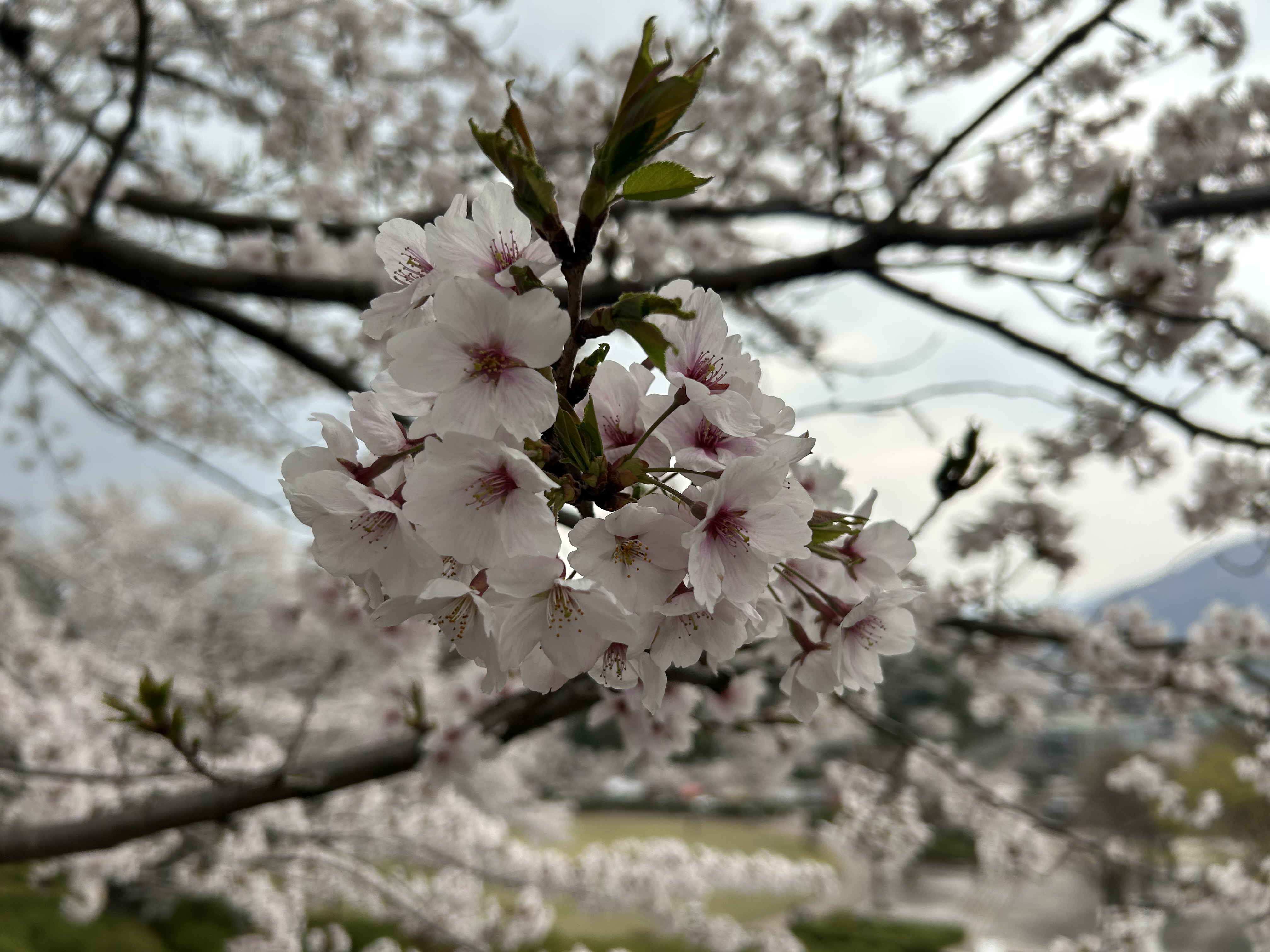 今年の桜 ミヤザキトーヨー住器のブログ 写真1