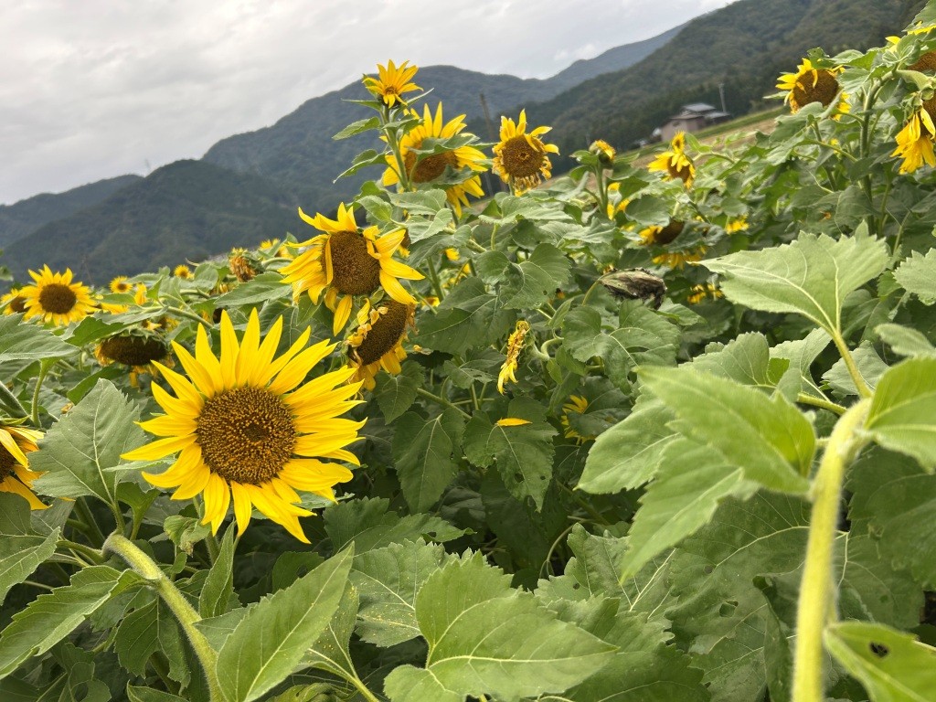 芸術の秋なので。 ミヤザキトーヨー住器のブログ 写真6