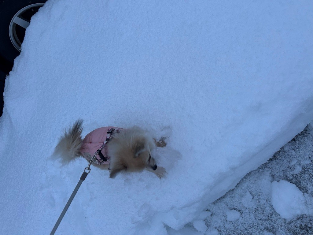 年寄りの冷や水と云うかも知れないが ミヤザキトーヨー住器のブログ 写真7