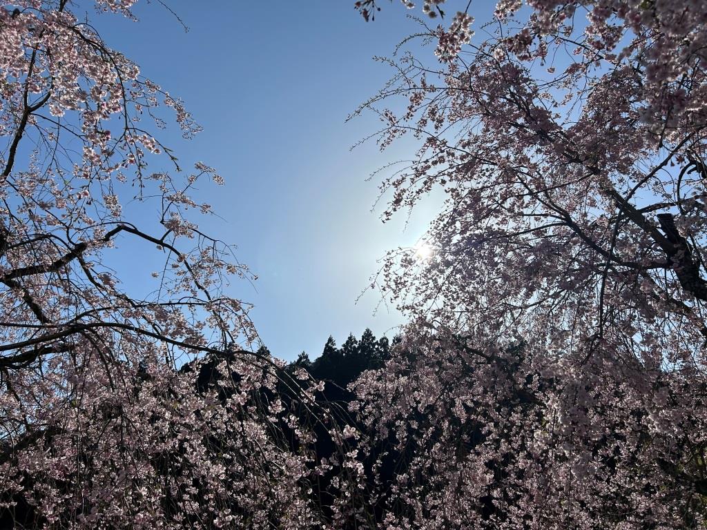 しだれ桜を観て来ました ミヤザキトーヨー住器のブログ 写真2