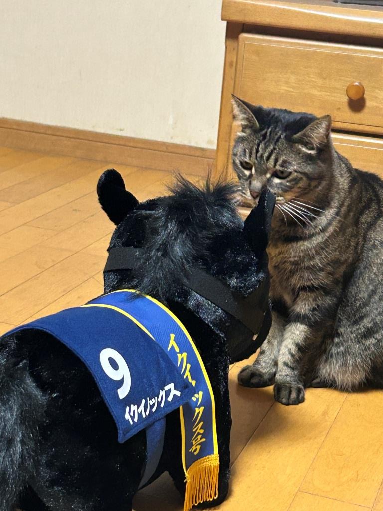 闖入者（ちんにゅうしゃ） ミヤザキトーヨー住器のブログ 写真2