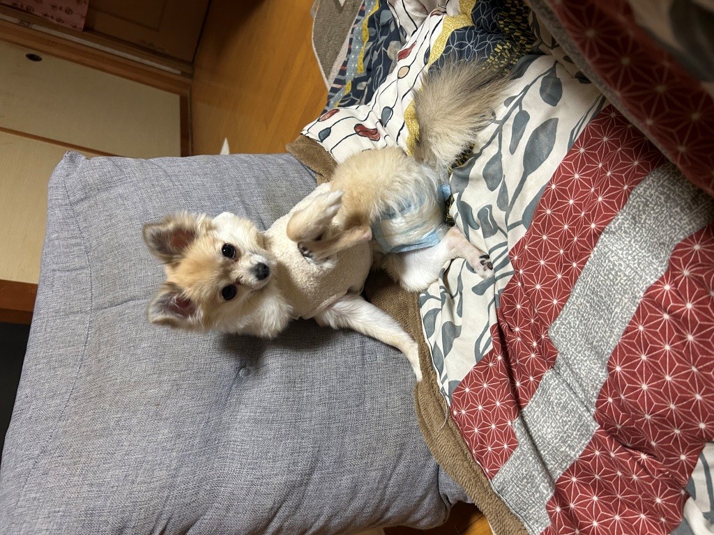 こっちのけもの ミヤザキトーヨー住器のブログ 写真5