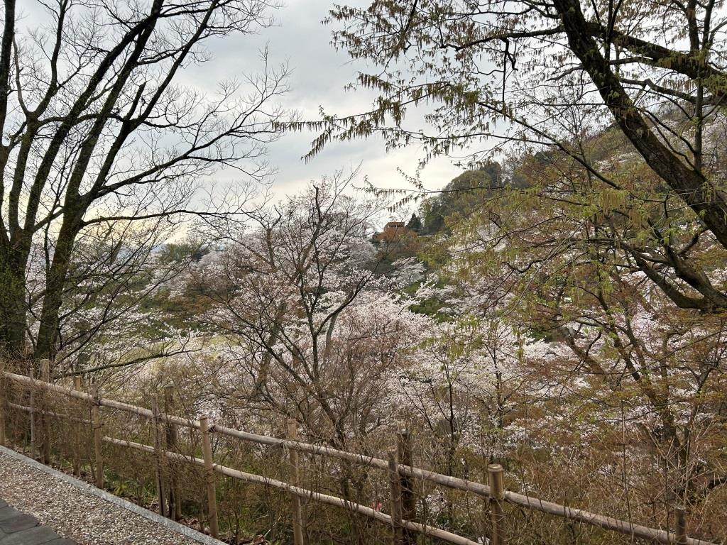 今年の桜 ミヤザキトーヨー住器のブログ 写真4